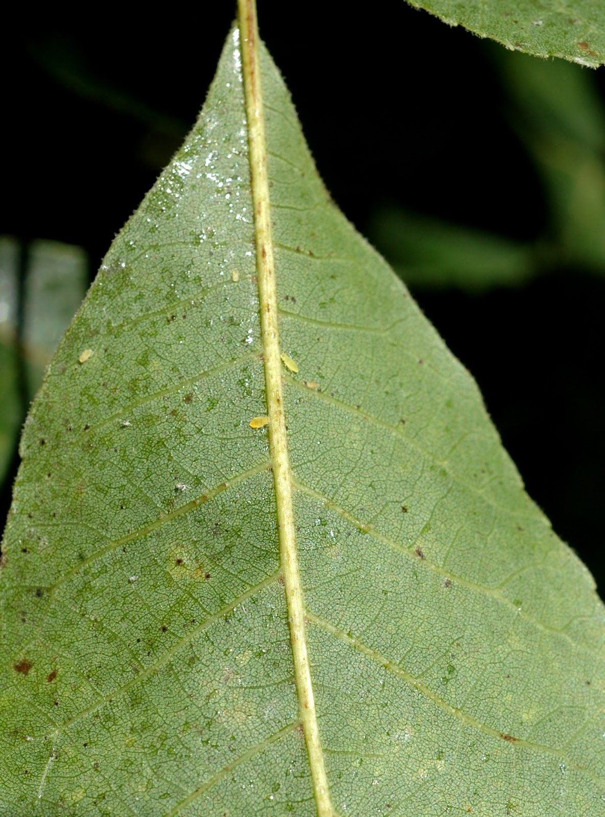 Northern Pecans Blackmargined aphids coat pecan leaves with honeydew