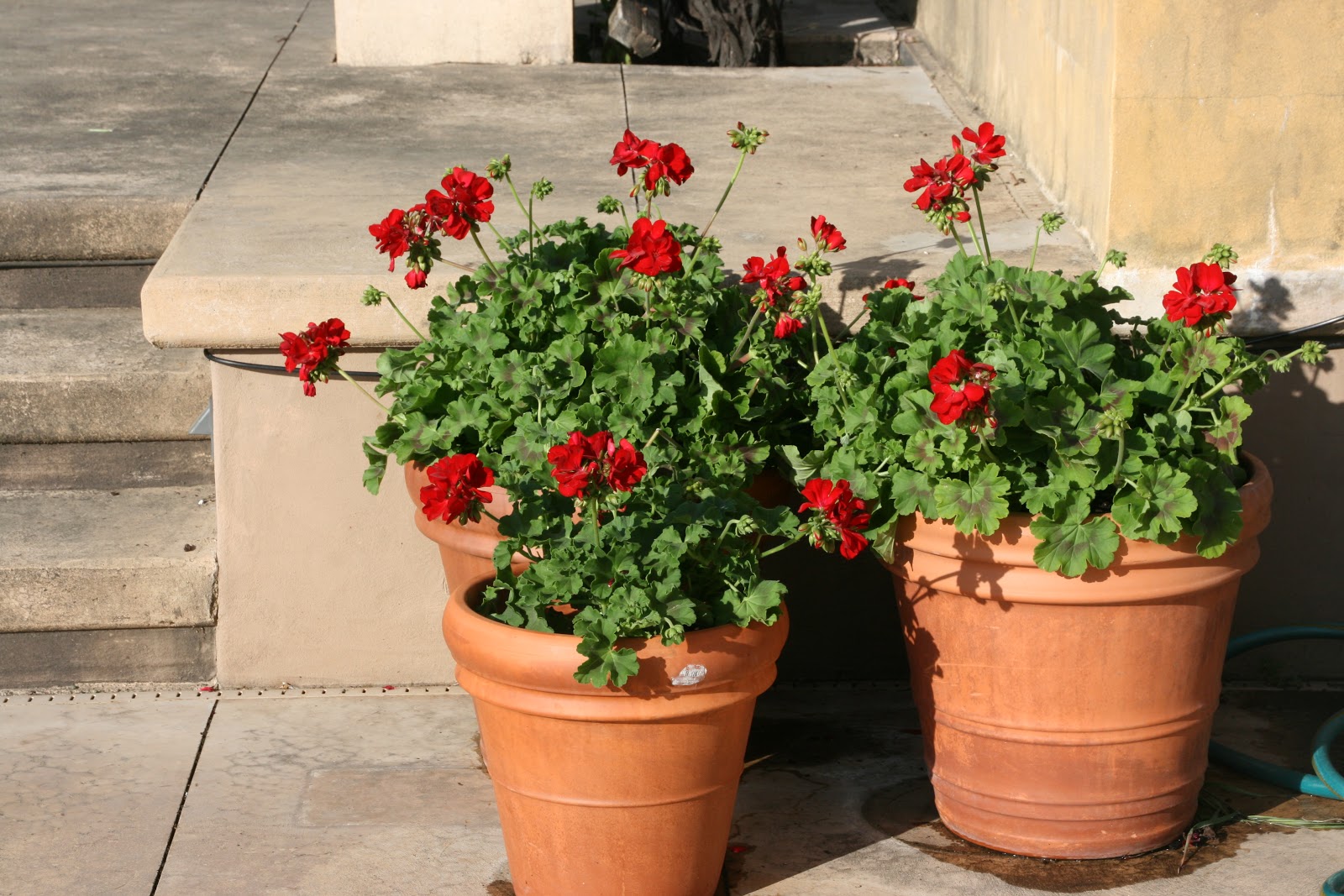 design The Red Geranium Project