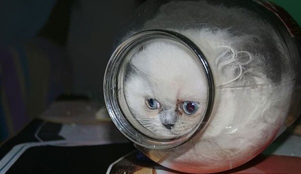 Cats are liquid video image