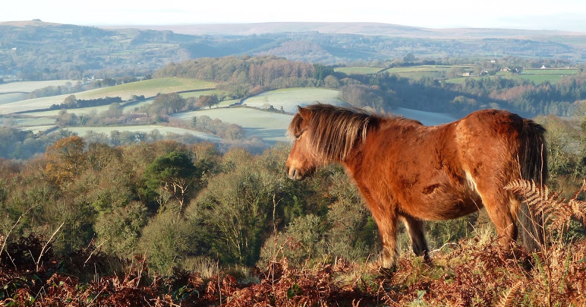 Eleanor Ludgate Blog Spot Dartmoor Pony