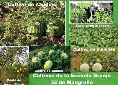 Cultivos de escuela granja