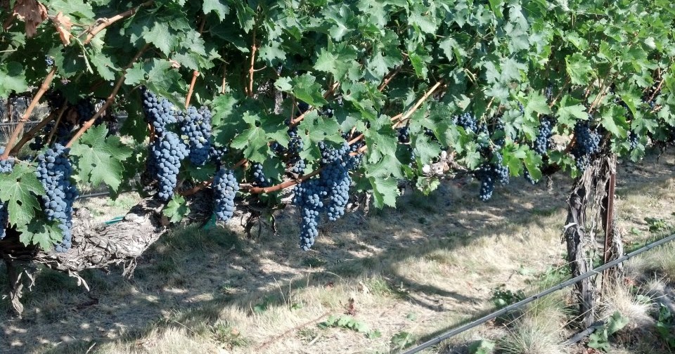 walla walla single women over 50 Walla walla, wash — the washington city of walla walla made a travel + leisure list for the top 50 places to travel in 2018 according to. walla walla single women over 50 Walla walla, wash — the washington city of walla walla made a travel + leisure list for the top 50 places to travel in 2018 according to.
