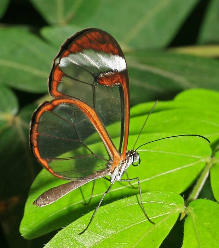 The glasswinged butterfly's name in Spanish is Espejitos which translates as little mirrors. In certain lights, the translucent wing parts have a glossy, almost reflective quality to them that makes their Spanish name effectively accurate. Whether they're seen as glass or mirrors, though, there's something absolutely fascinating about the way these butterflies' wings offer a surreal look at the environment around the insect. It's like they're tiny ornaments designed to draw the eye to the scenic appeal of nature.