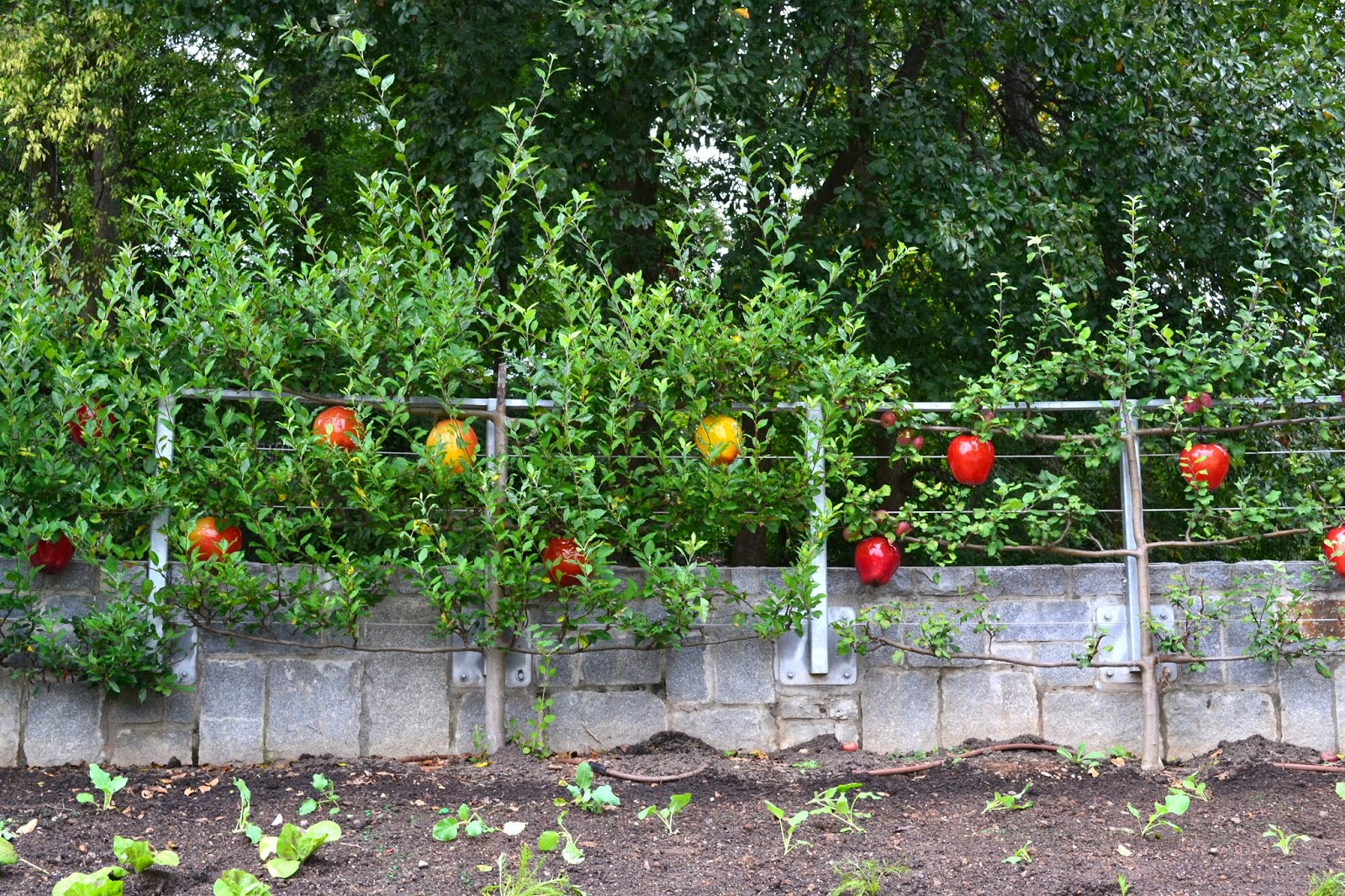 Growing Days Meetings, Marketing, and Mosaiculture.