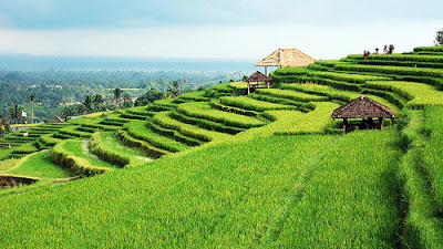 Jatiluwih rice terrace