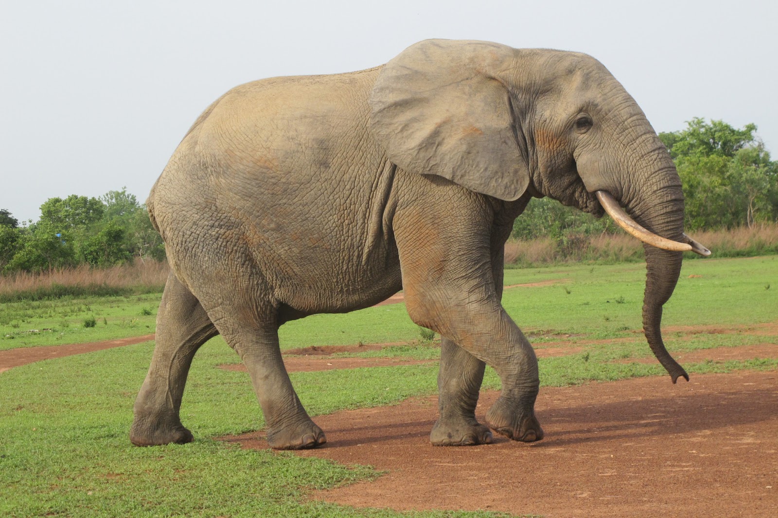 Gone Travlin': Happy as a Dung Beetle in Sh#*!t,Happy Elephants