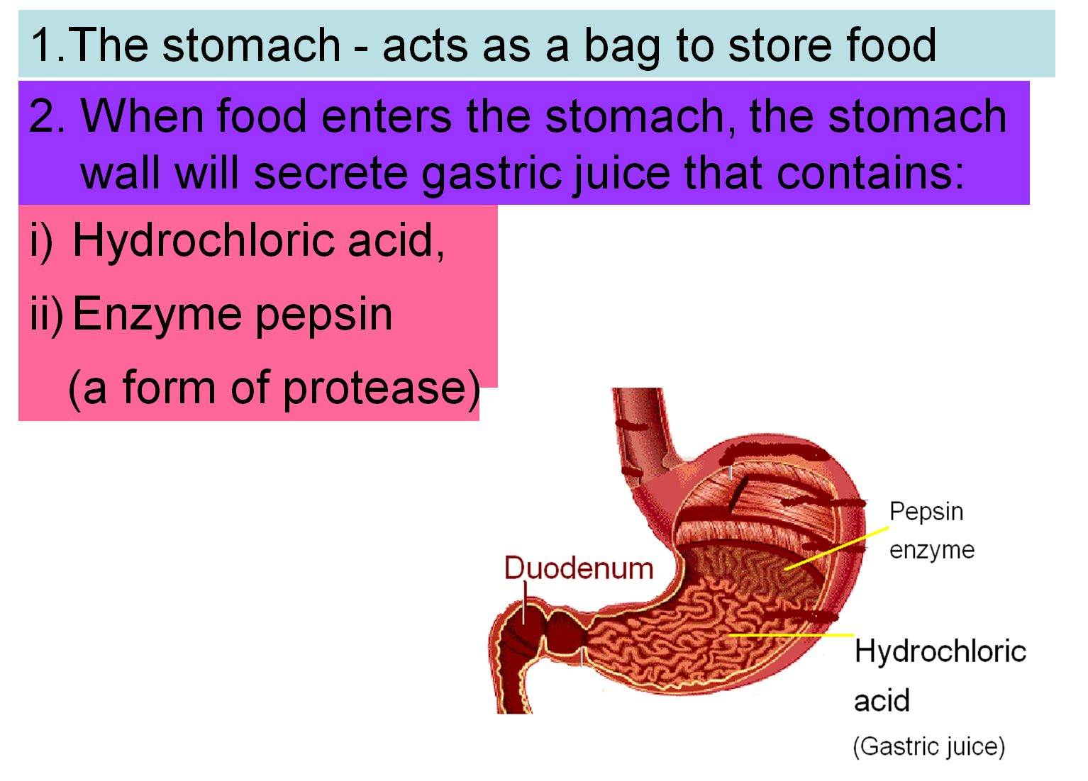 2.4 ABSORPTION OF DIGESTED FOOD MScienceBuzz