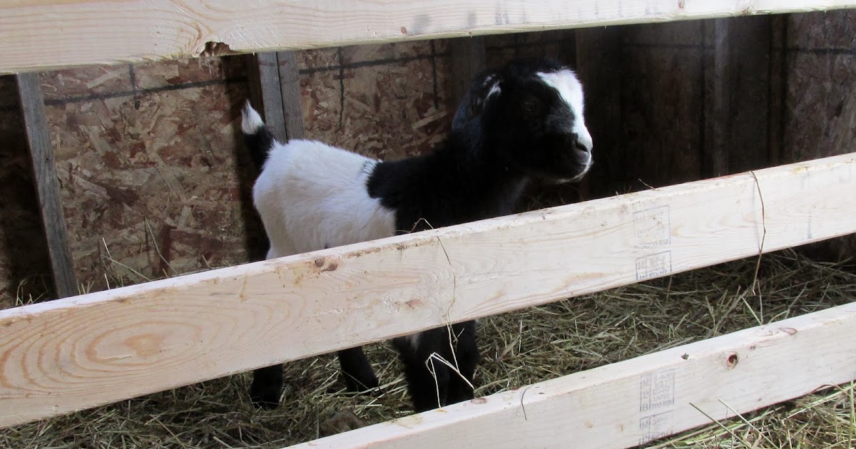 Lally Broch Farm A Maine Family Homestead Deep Litter Method Goats