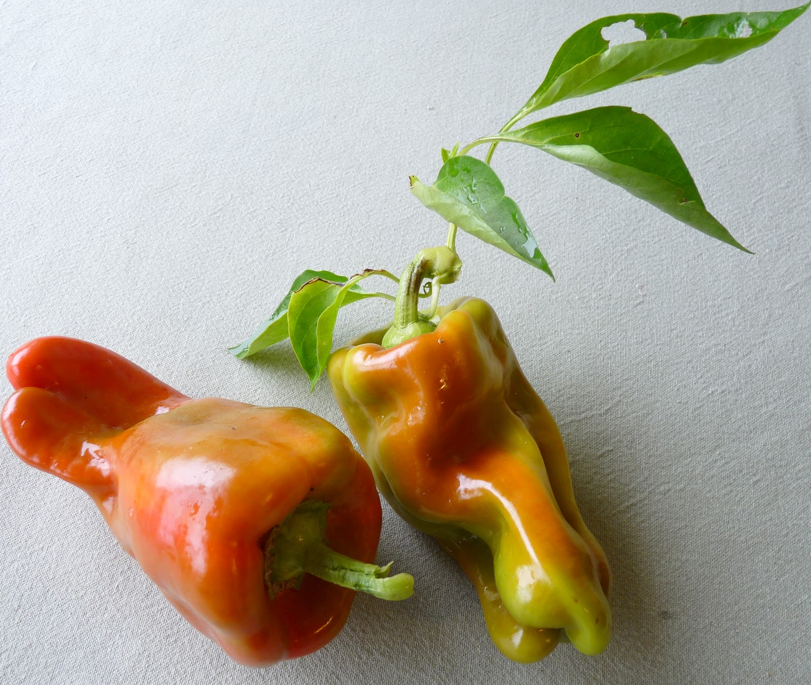 Seasonal Ontario Food Cubanelle Peppers