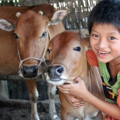 Buy A Cow