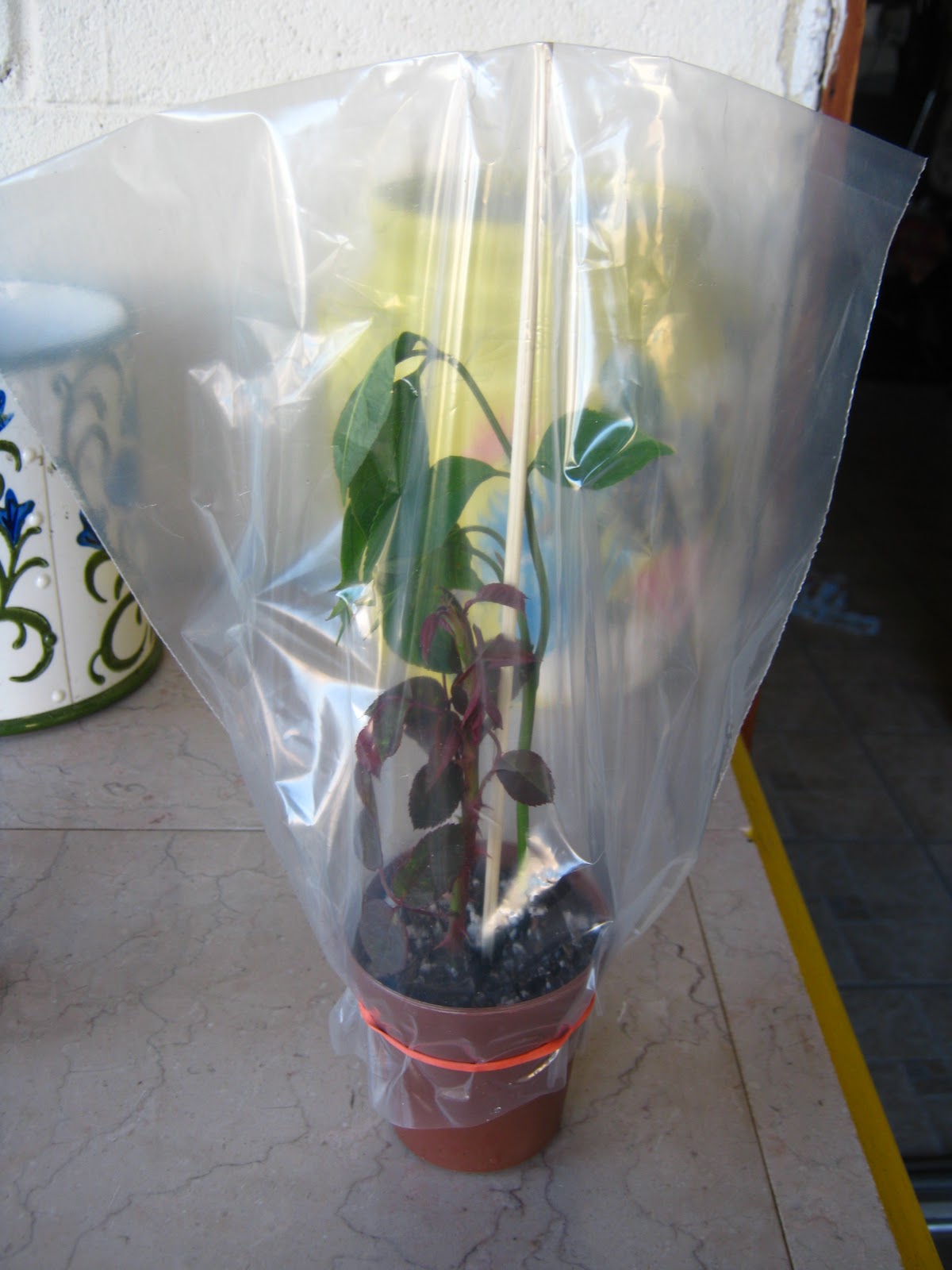 Mr. B�s Garden Propagating roses from cuttings