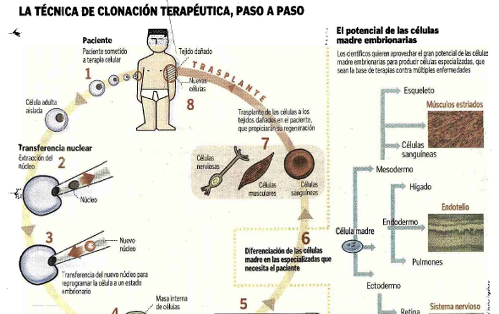 La Clonacion Terapeutica