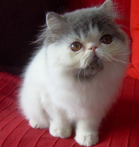 Gattini Gatto Persiano