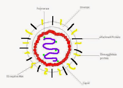 Cấu trúc phân tử của Canine distemper virus.