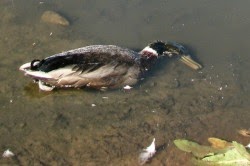 Aves muertas en un humedal de Castilla-La Mancha (CSIC/IREC)