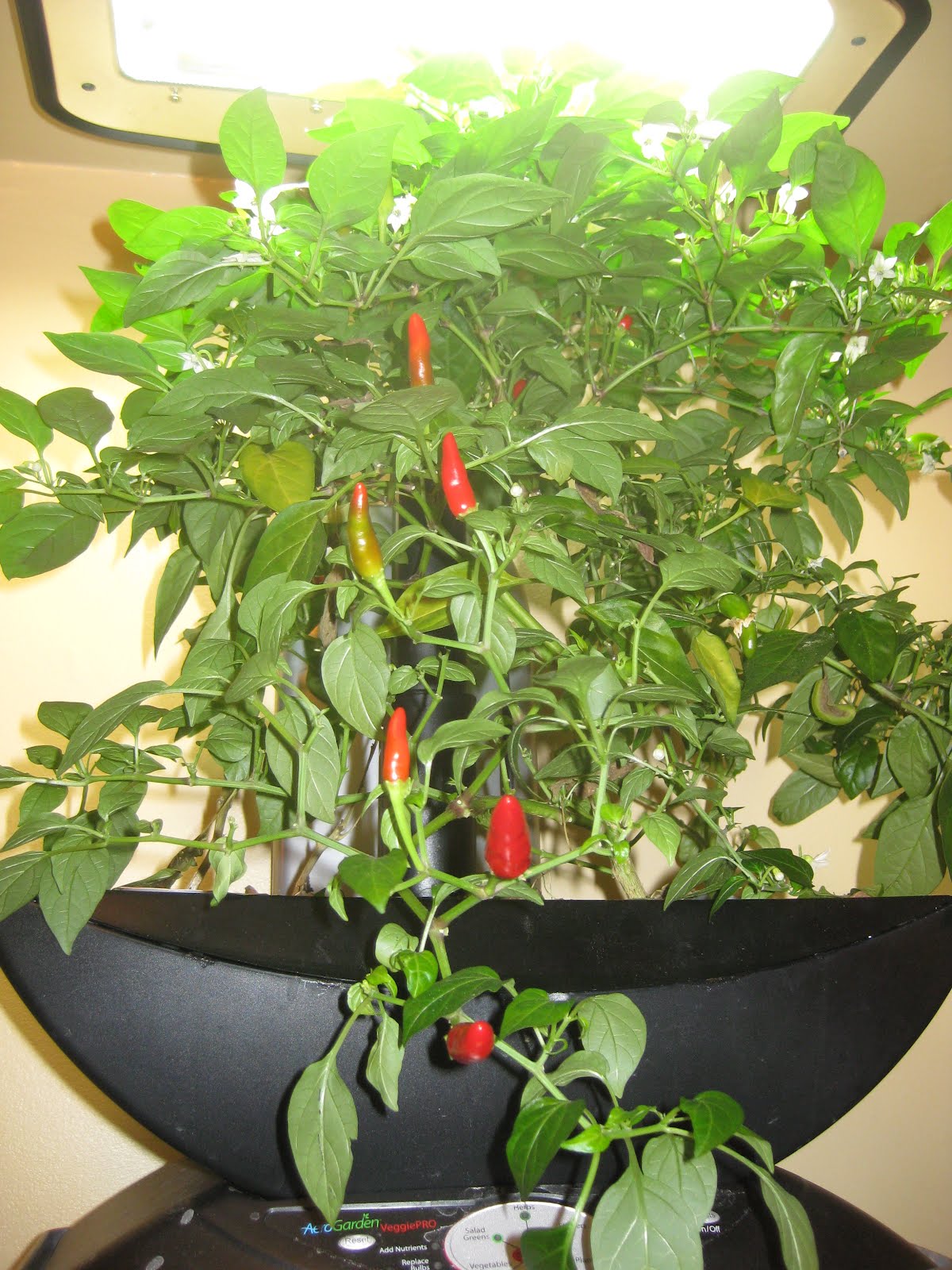Look at the Aerogarden Peppers! Indoor Gardening My Aerogarden and
