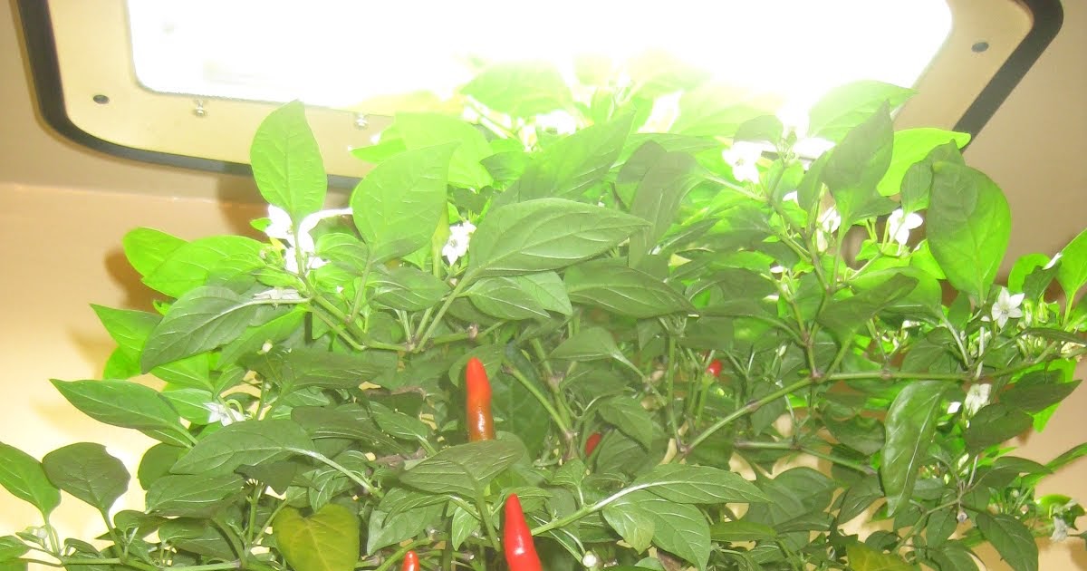 Look at the Aerogarden Peppers! Indoor Gardening My Aerogarden and