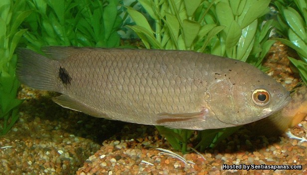 Tahukah Anda Ikan Puyu Mampu Bernafas Di Darat! Ikan Puyu