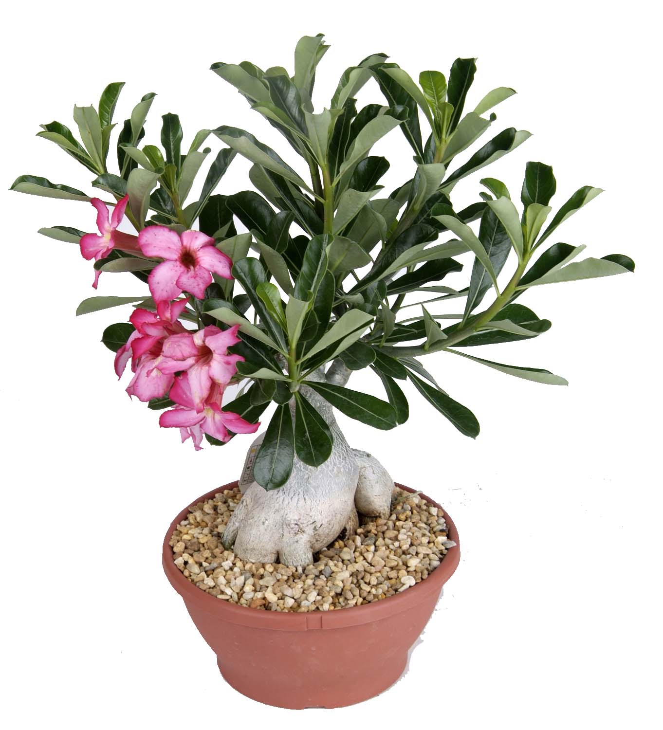 Costa Farms Indoor Potted Plant GIVEAWAY!!! 5