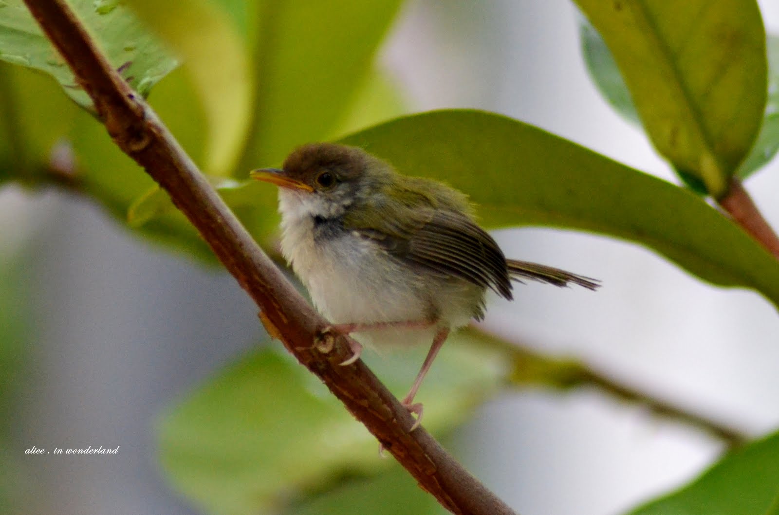 Bird species name unknown