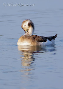 Long-tailed Duck (2017) by M Atkinson