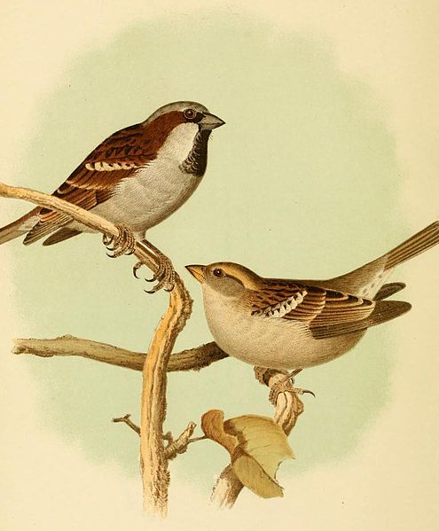 Bird courtship displays are integral to mating and raisingyoung ...