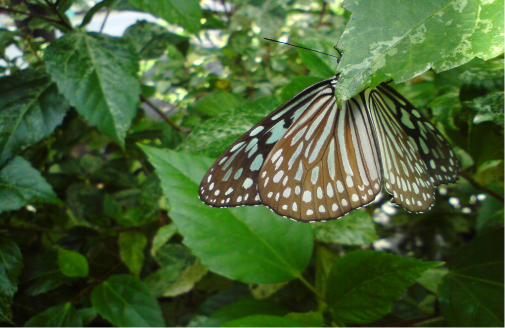 Butterfly & Moth in Rainforest