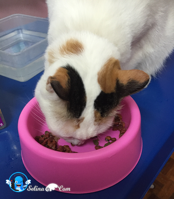 Cat Food Whiskas Dry Cat Food Whiskas Dry