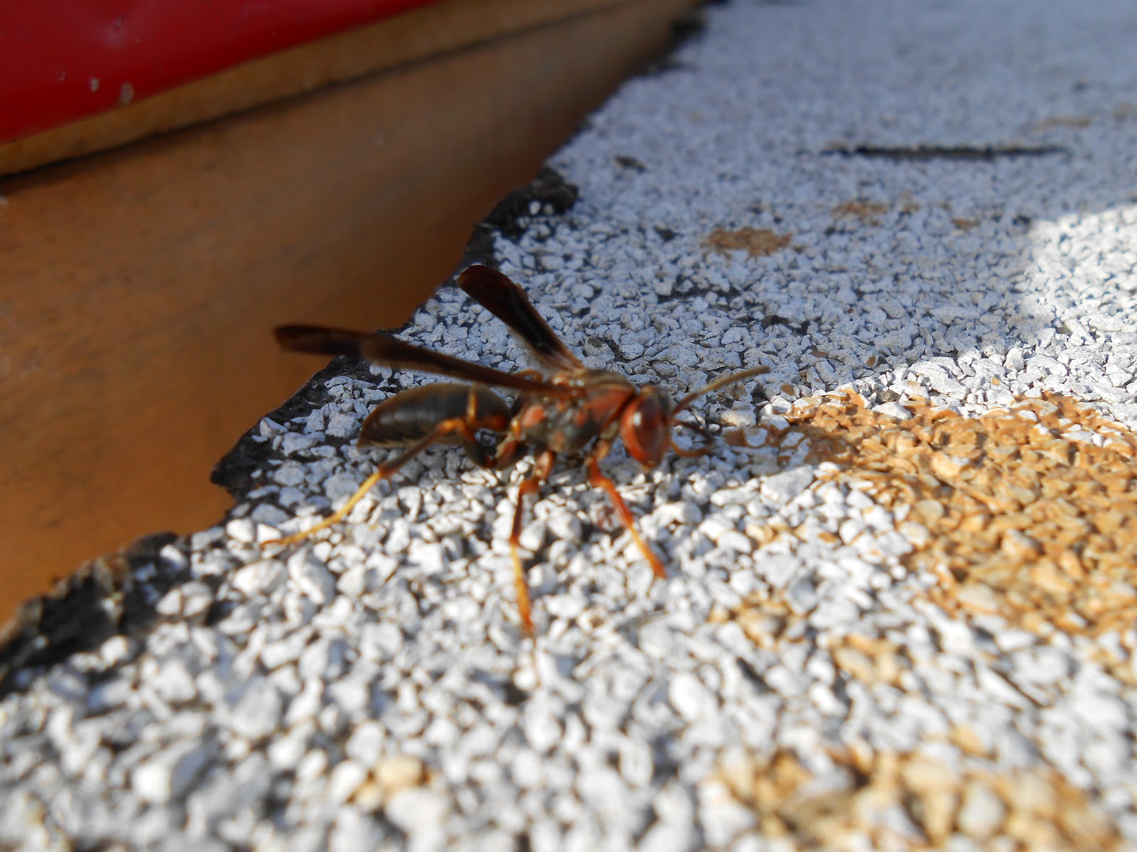 homemade red wasp killer