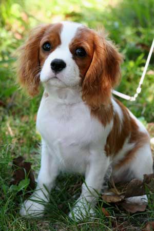 The dog in world: Cavalier King Charles Spaniel The dog in world: Cavalier King Charles Spaniel