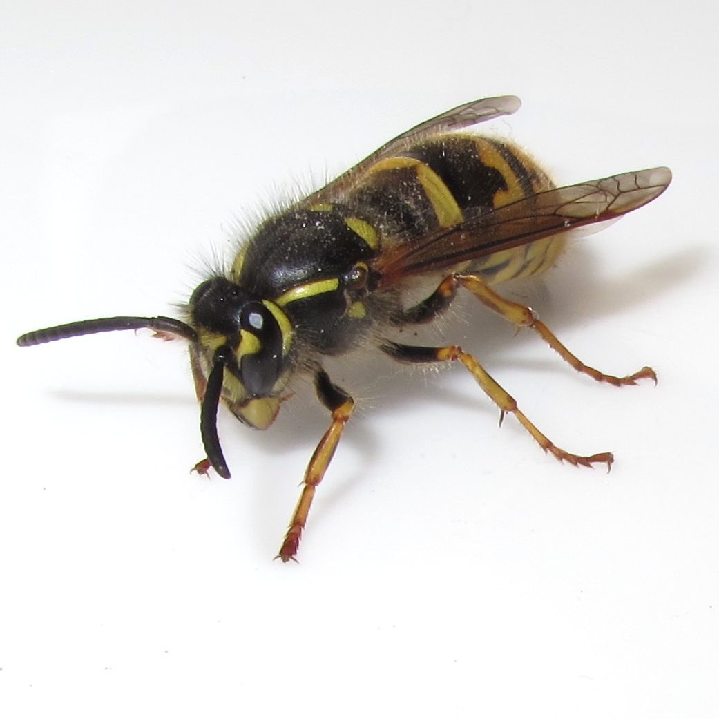 BugBlog First queen wasp