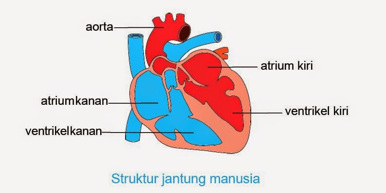 Aorta