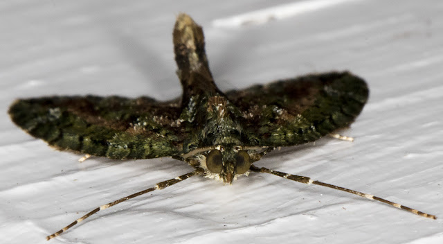 Red-green Carpet, Chloroclysta siterata. Hayes, 10 October 2015. Red-green Carpet, Chloroclysta siterata. Hayes, 10 October 2015.