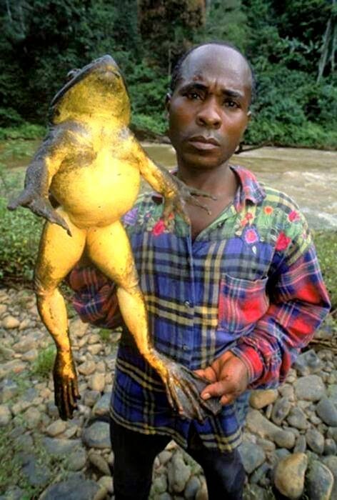 spesis katak terbesar di dunia