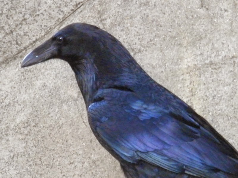 The Zoo Review Species Fact Profile Northern Raven (Corvus corax)