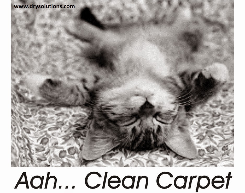 Aaah....Clean carpet Art of Clean UK 01223 863632