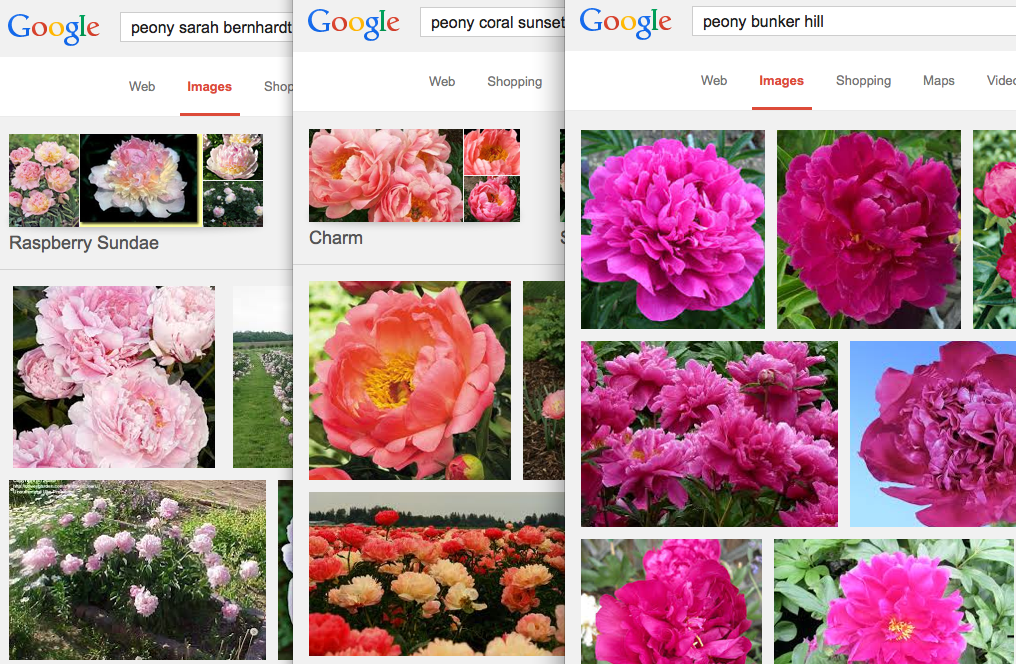 Peony combination Peony Sarah Bernhardt + Peony Coral Sunset + Peony Bunker Hill