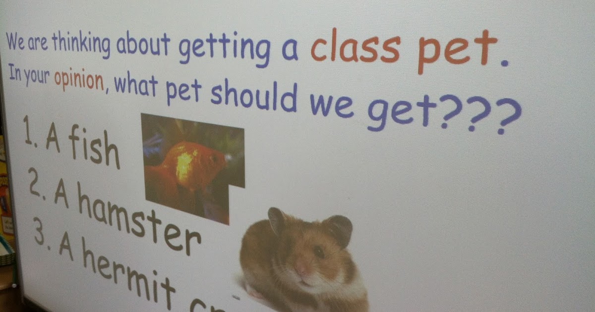 My pet essay for class 2nd 08 image