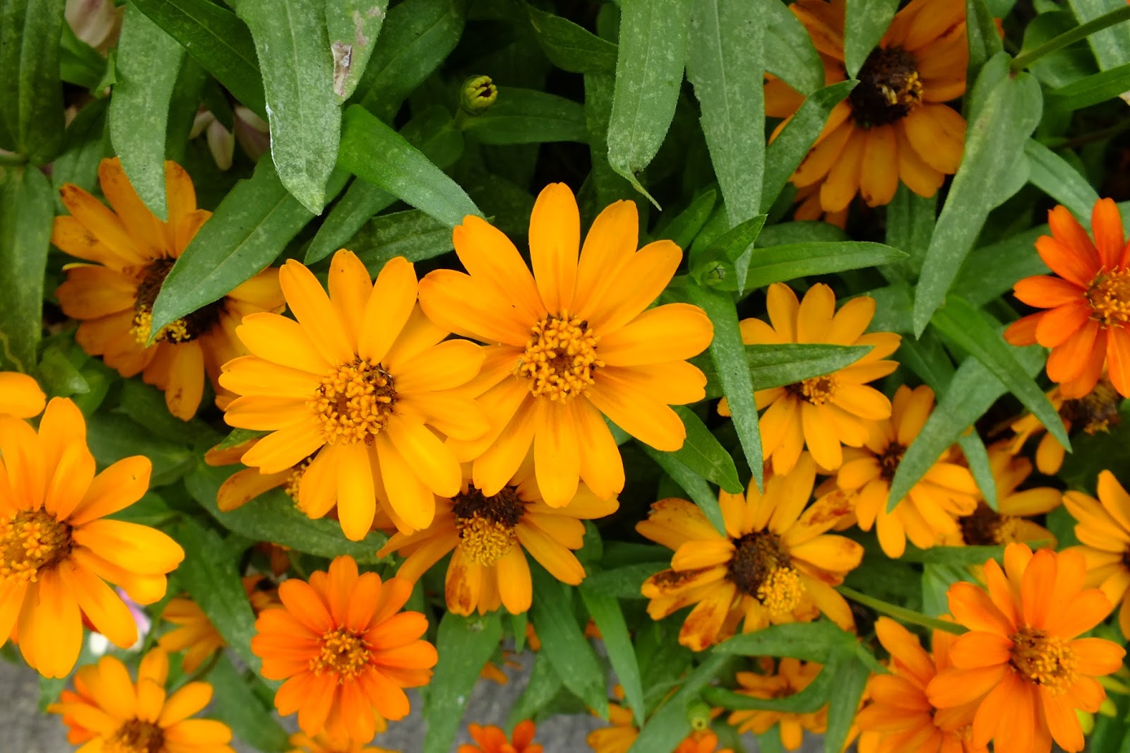 'Orange Profusion' zinnias Zinnias, Plants, Orange