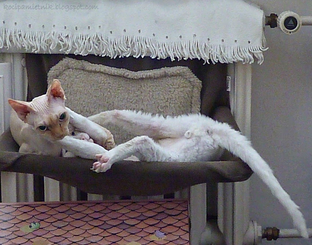 śmieszne koty devon rex