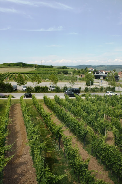 Die Weinberge im Kamptal in Niederösterreich © Copyright Monika Fuchs, TravelWorldOnline