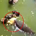 Big fish eats baby Duck