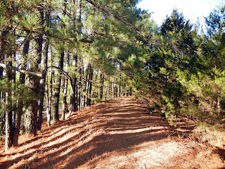 Hiking aroung Lincoln Lake in Lincoln, Arkansas