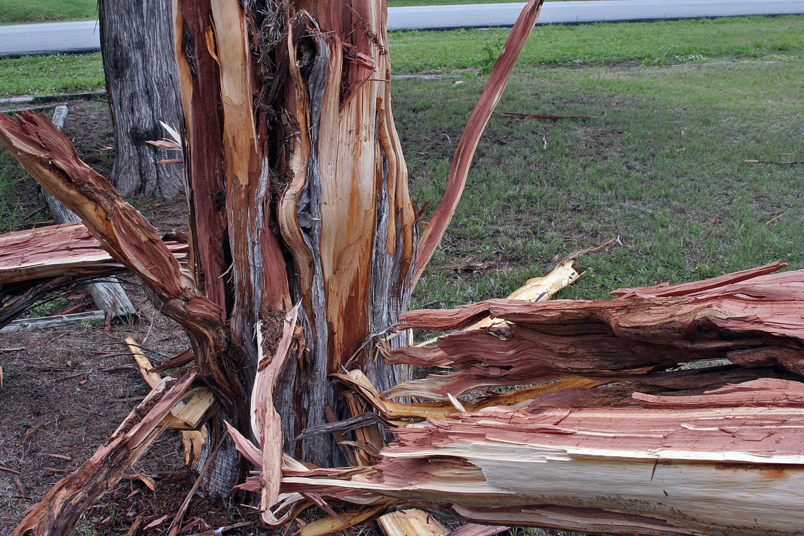 Flickinger's weather and other stuff blog Lightning vs Tree