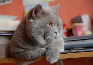 british-shorthair-cat british shorthair cat kitten pets