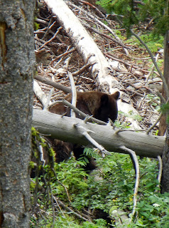 Grizzly bear in Yellowstone National Park in Wyoming