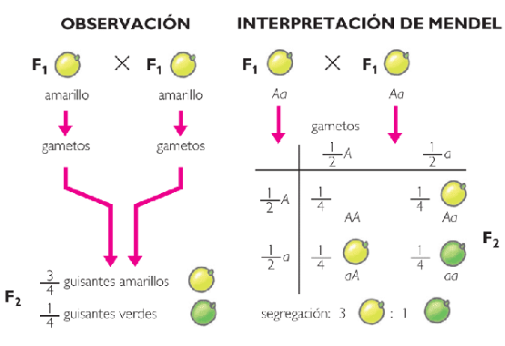 LEY DE MENDEL ley de mendel:
