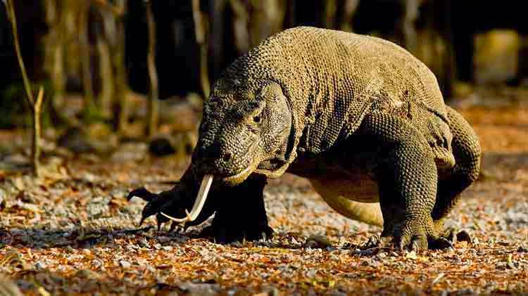 Taman Nasional Komodo Taman Nasional Komodo
