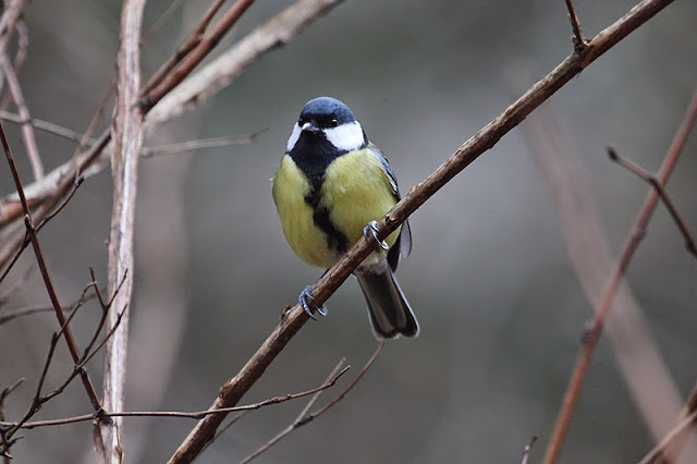 Tiere Vögel Vogelfotos Singvogel Kohlmeise