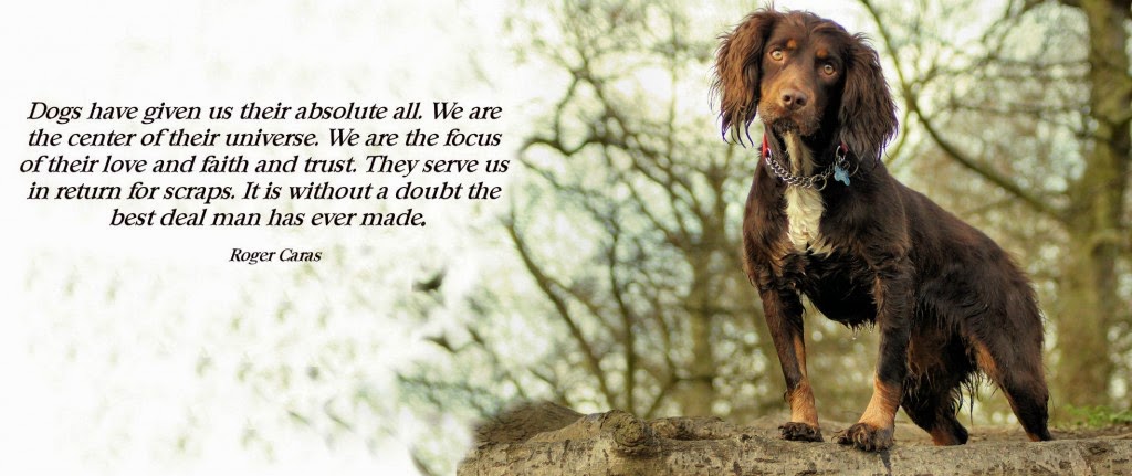 Dog Quotes Dog Quotes on Pinter est